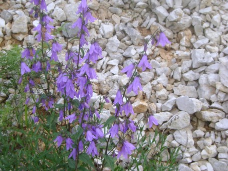 EssoyesPurpleWildflowersJuly