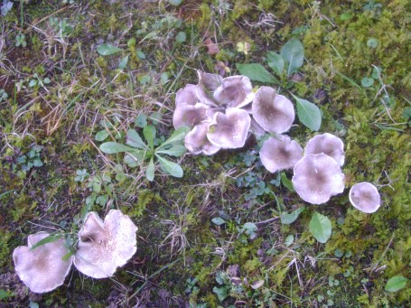 essoyesothermushrooms