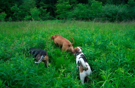 Dogs-in-Field-s