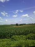 WisconsinFarmCornfield