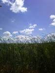 WisconsinField&Sky